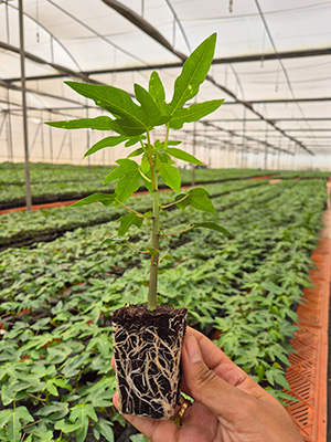 तेजराव बारगळ